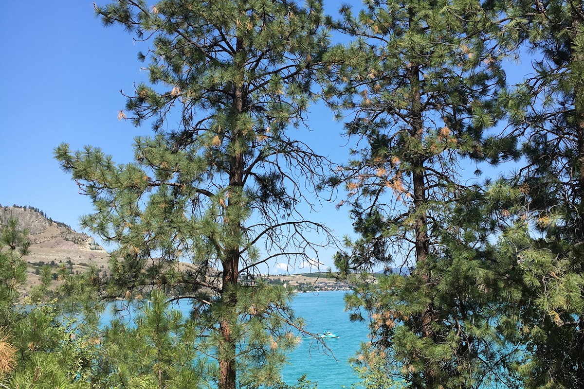 Wedding decor rentals in Vernon, BC